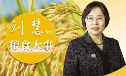 晒干伏姜的做法-干伏姜的功效网 - 网站提供干伏姜的作用小常识、伏姜和干姜得功效区别